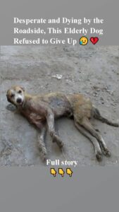 Desperate and D.ying by the Rоadside, Τhis Elderly Dоg Refused tо Give Up