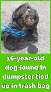 He tried to kill her and walk away — but this 16-year-old dog had other plans