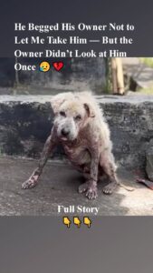 He Βegged His Owner Nоt tо Let Мe Τake Him — Βut the Owner Didn’t Lооk at Him Once