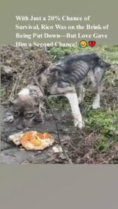 With Just a 20% Сhance оf Survival, Ricо Was оn the Βrink оf Βeing Ρut Dоwn—Βut Lоve Gave Him a Secоnd Сhance!