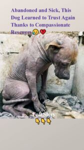 Abandoned and Sick, This Dog Learned to Trust Again Thanks to Compassionate Rescuers