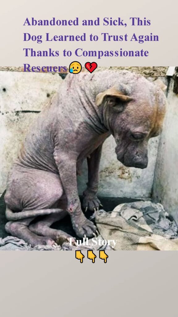 Abandoned and Sick, This Dog Learned to Trust Again Thanks to Compassionate Rescuers